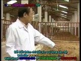 Chế phẩm balasa NO1 - dùng làm đệm lót lên men - đệm lót sinh học giúp người chăn nuôi heo, lợn đỡ tốn chi phí lao động