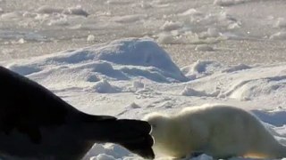 Baby Seals in the Arctic