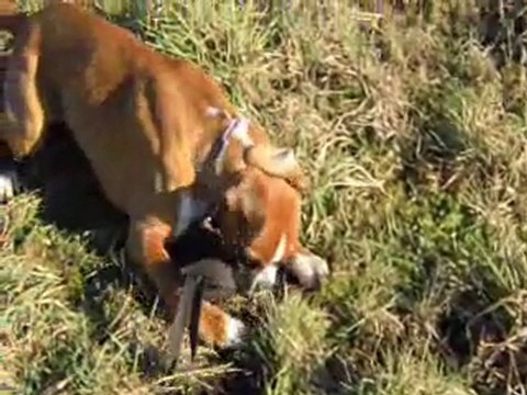 Geisha des Steppes Perdues 5 mois et demi (2012-01-15) (CHEYENNE de SAINT QUINIS X UCELLO du DOLON / Portée des G 2011)