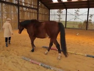 Equi-coaching : témoignage