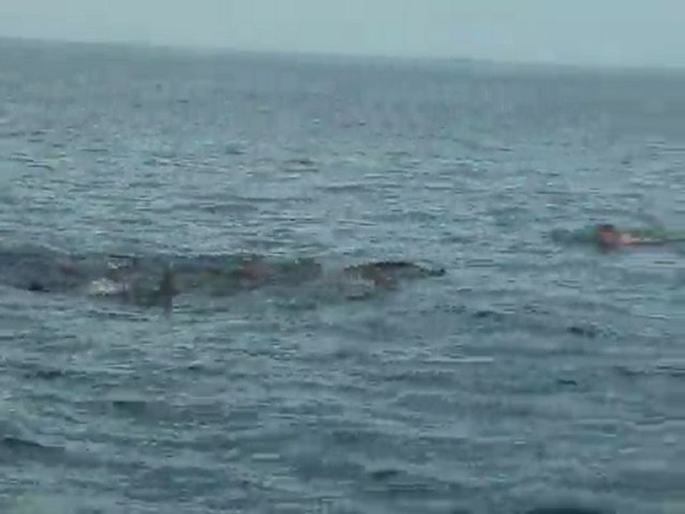 Dauphins Ile Maurice