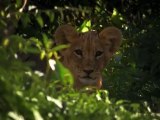 The Last Lions 2011 part 1  الفلم الوثائقي الرائع جدا آخر الاسود - فلم شيق جدا بجودة عالية ومترجم