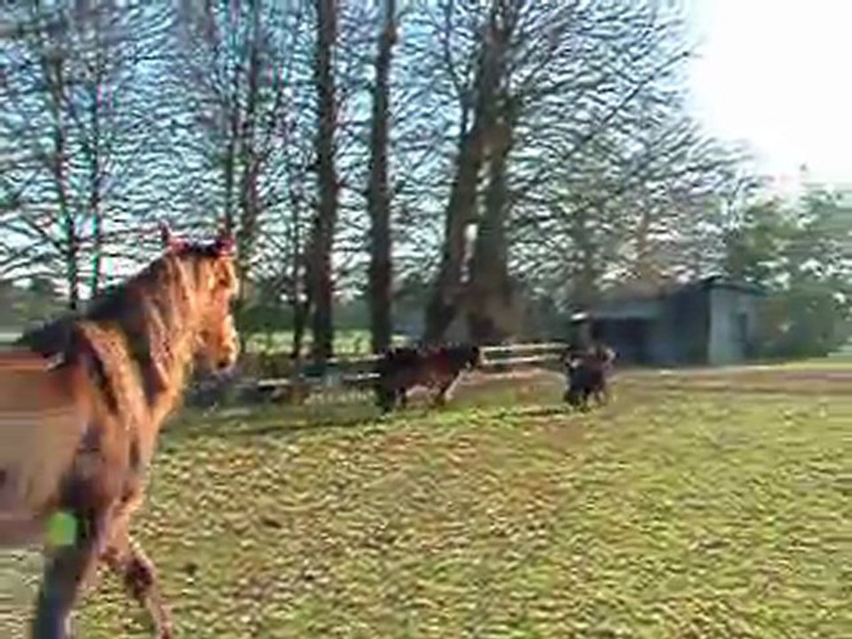 3 juments 2012-01-15