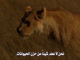 The Last Lions 2011 part 2  الفلم الوثائقي الرائع جدا آخر الاسود - فلم شيق جدا بجودة عالية ومترجم