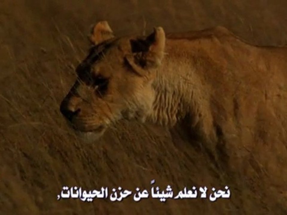 The Last Lions 2011 part 2  الفلم الوثائقي الرائع جدا آخر الاسود - فلم شيق جدا بجودة عالية ومترجم