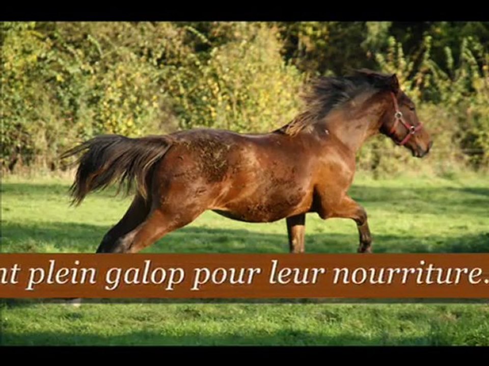 L'alimentation des chevaux