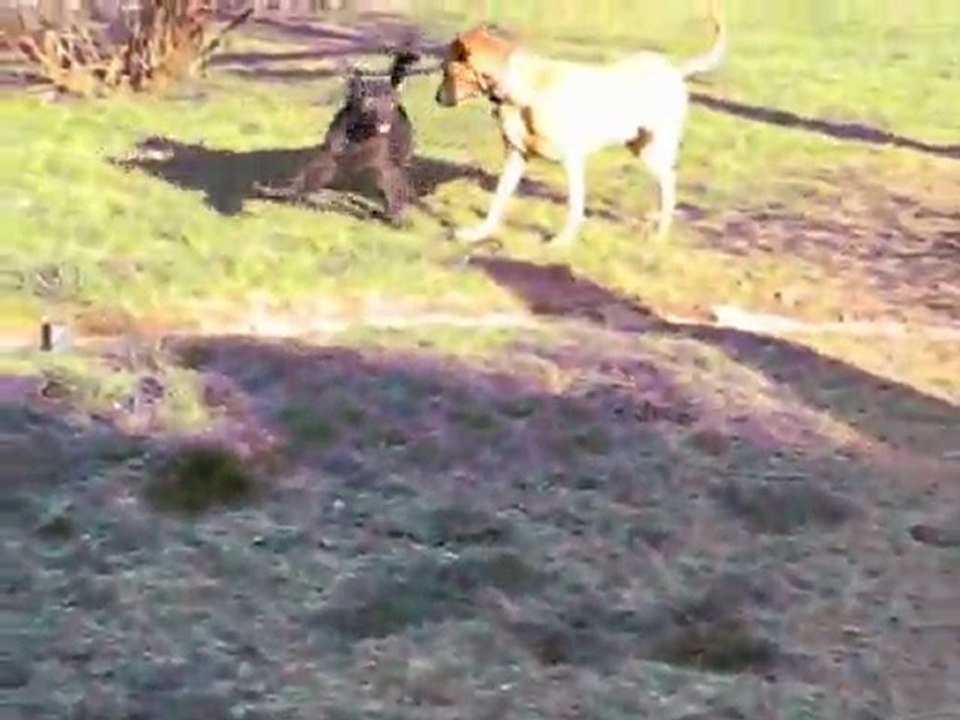 Pipo et Doggy