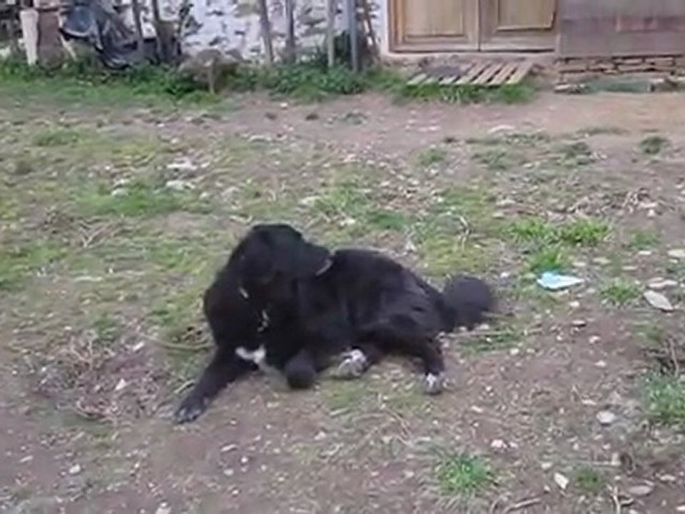 pepette