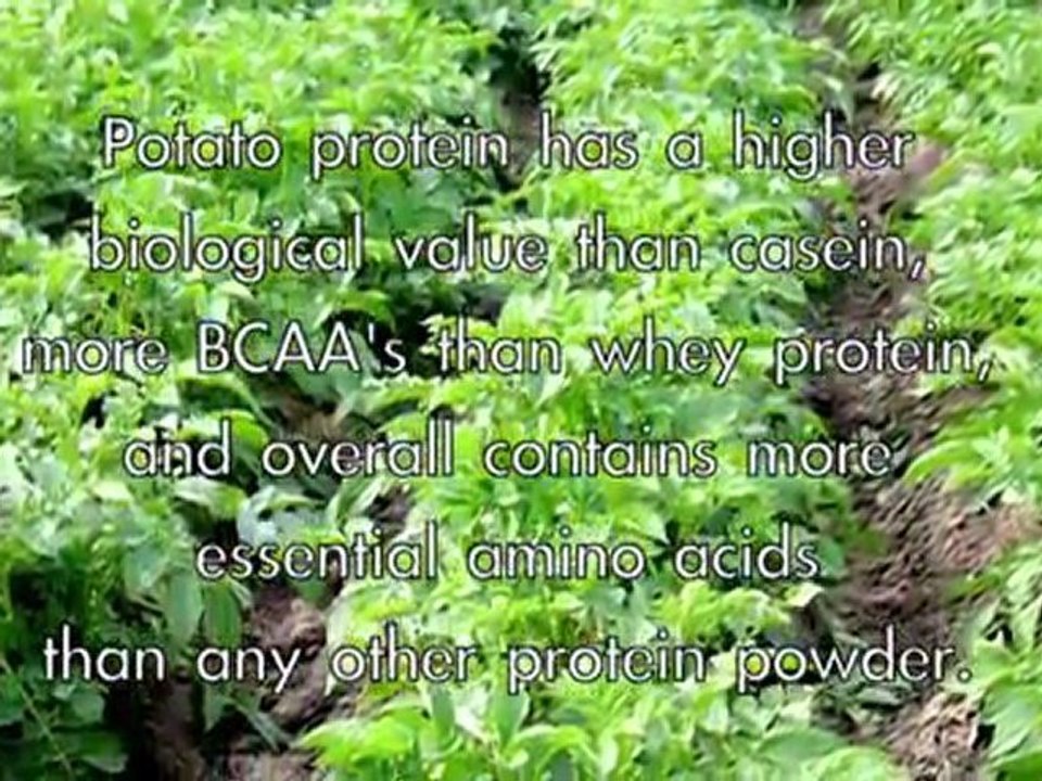 Potato Protein Powder