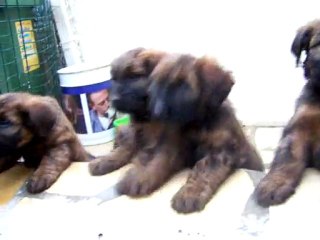 chiots briards