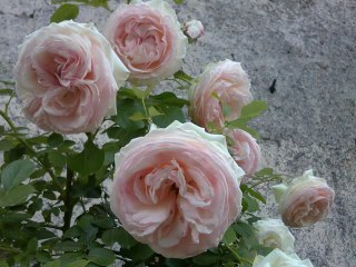 coeur lumiere 640x480