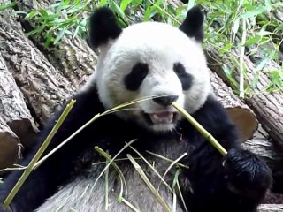Deux pandas, nouvelles stars du zoo de Beauval