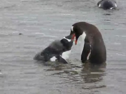Repas d'un jeune manchot papou