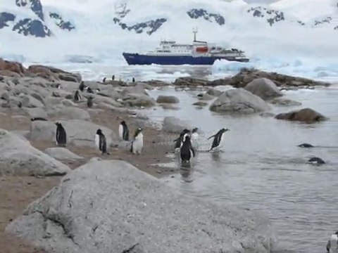 Poursuite de manchots papous
