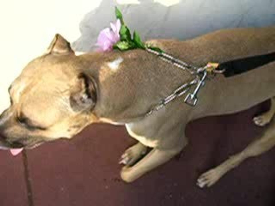 29juillet 2006 o skouat enghien