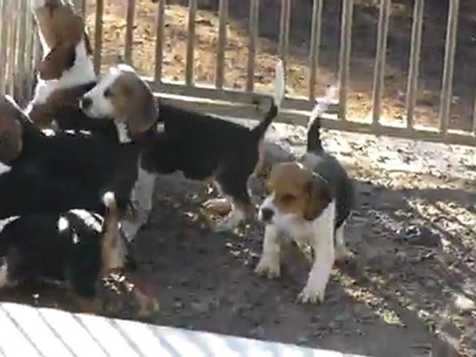 Jeunes chiots regardant la meute rentrer dans les chenils