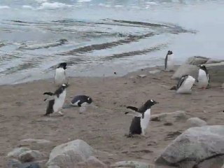Colonie de manchots papous à Neko Harbour