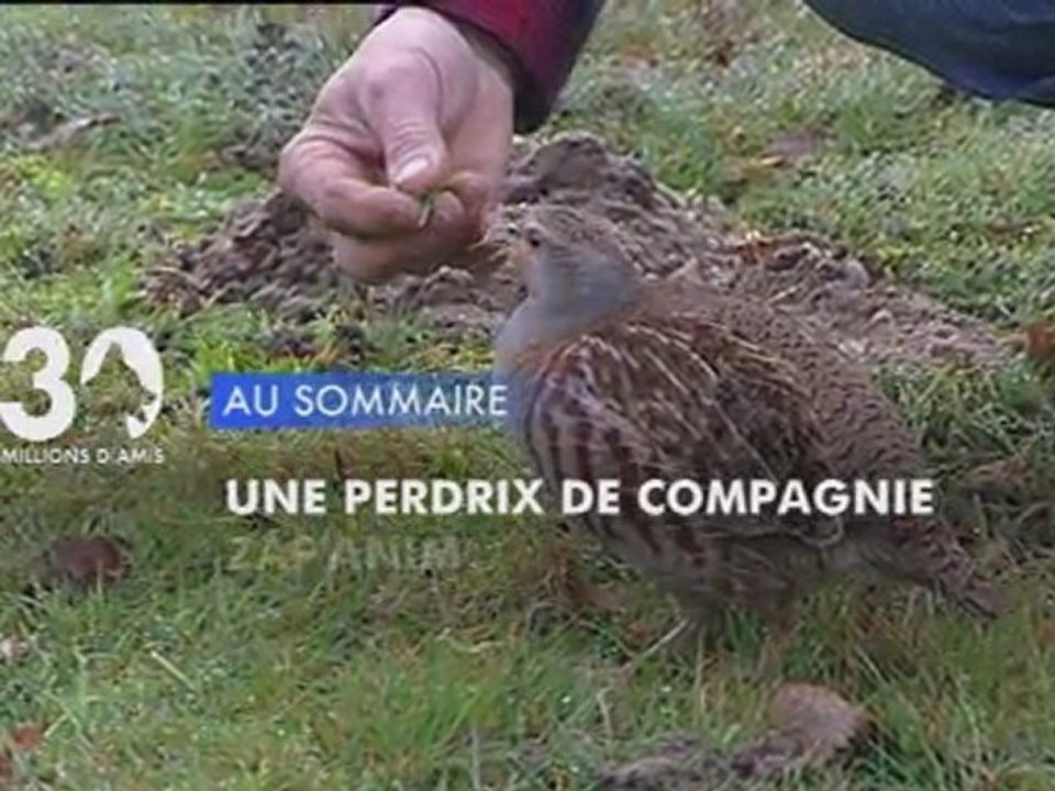 Sommaire émission 30 Millions d'Amis 22/01/2012