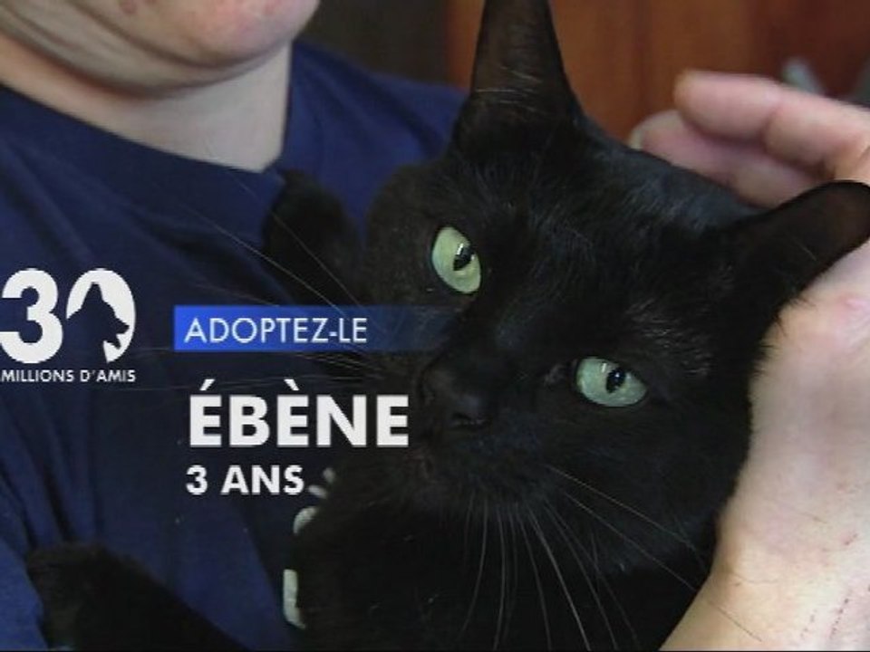 Adoptez Ebène