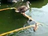 Duckling Feeds The Fish