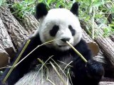 Les pandas chinois sont arrivés au zoo de Beauval
