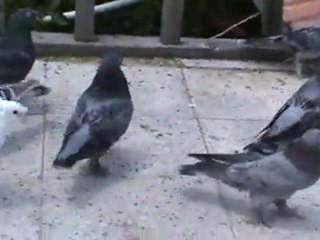 güvercinler ankara kuşlar karışık fatih__06