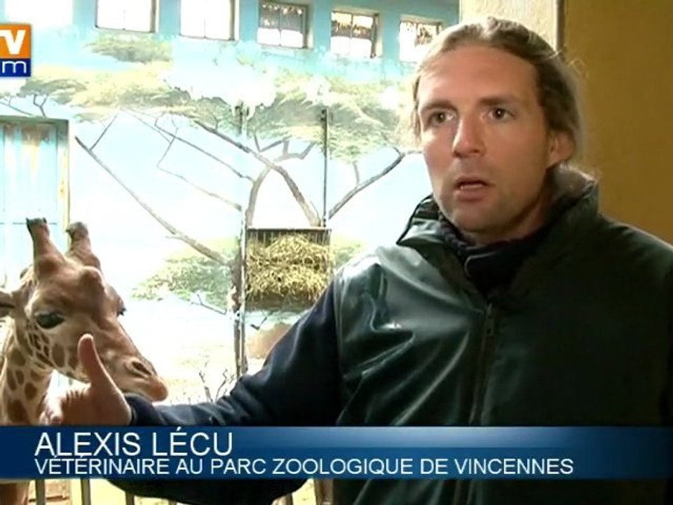 Les travaux ne troublent pas les girafes du zoo de Vincennes