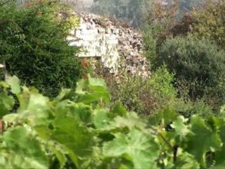 Ackerman : le Val de loire , terre de vignoble