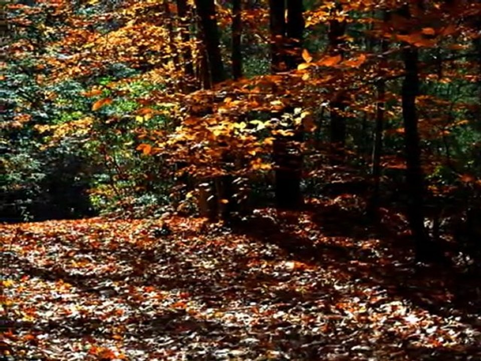 Geheimnisvolle Symbole  - Nora und Patrick auf der Suche nach dem Schatz des französischen Marquis