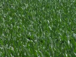 GE at Work in the Food and Beverage Industry