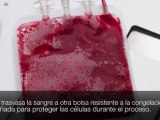 Conservación sangre de cordón umbilical