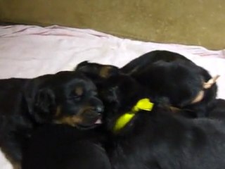 Bébés Diva/Atlas la veille des 2 semaines