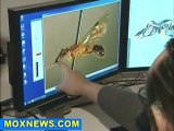 New Species Of Bee Discovered