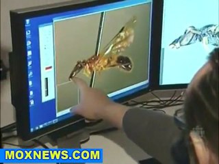 New Species Of Bee Discovered