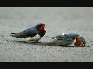 Neşe Karaböcek-Eski Dostlar