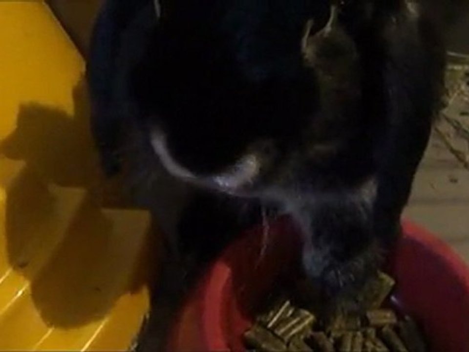 alphonse ecoute Deicide en mangeant ses chocapics