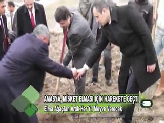 AMASYA, MİSKET ELMASI İÇİN HAREKETE GEÇİT 16.01.2012
