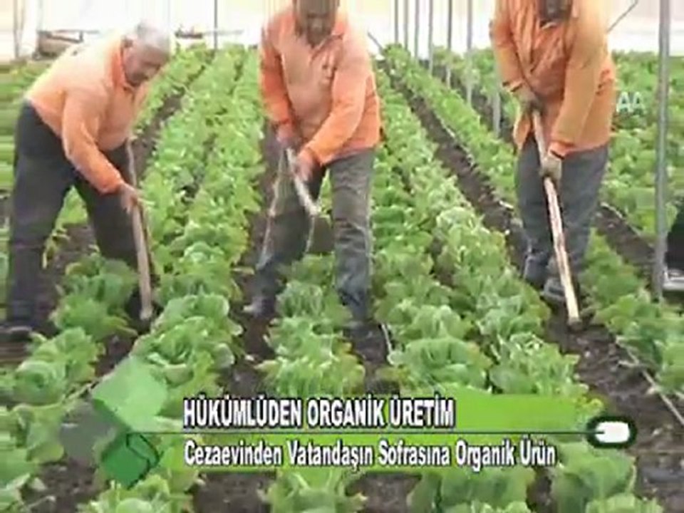 HÜKÜMLÜDEN ORGANİK ÜRETİM 16.01.2012