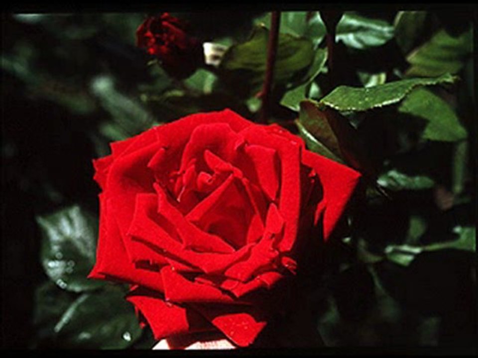 celaleddin ada CAN AHMEDİM