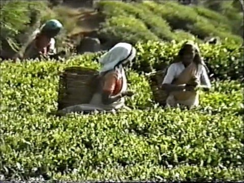 NUWARA ELIYA - SRI LANKA