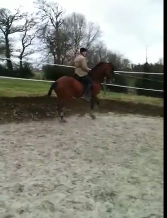 Flamenco Equitation