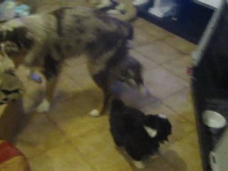 Première Portée Funny Video 6