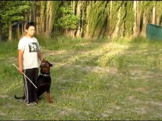 ejercicios obediencia ello roca hier a fuss y fuss de a pasos