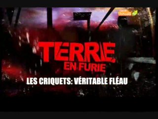 Terre en furie (Les criquets : véritable fléau)