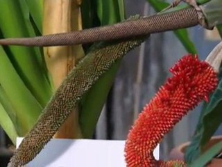 Un naturaliste en ville