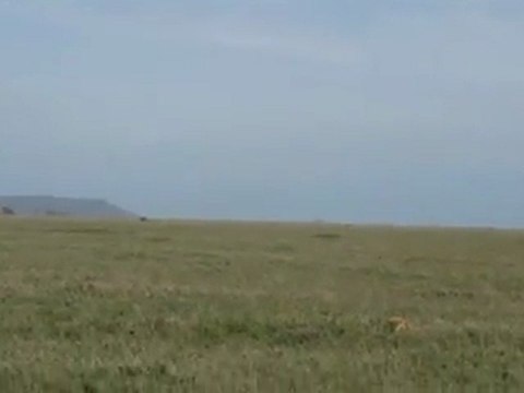 Serengeti Safari Tours with Dotcom Safaris