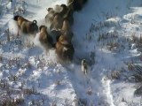 Two wolves hunt down a pack of bison