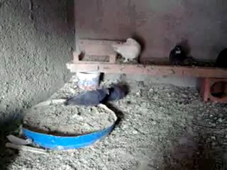 satılık sivas kumrusu mehmet 05377818796