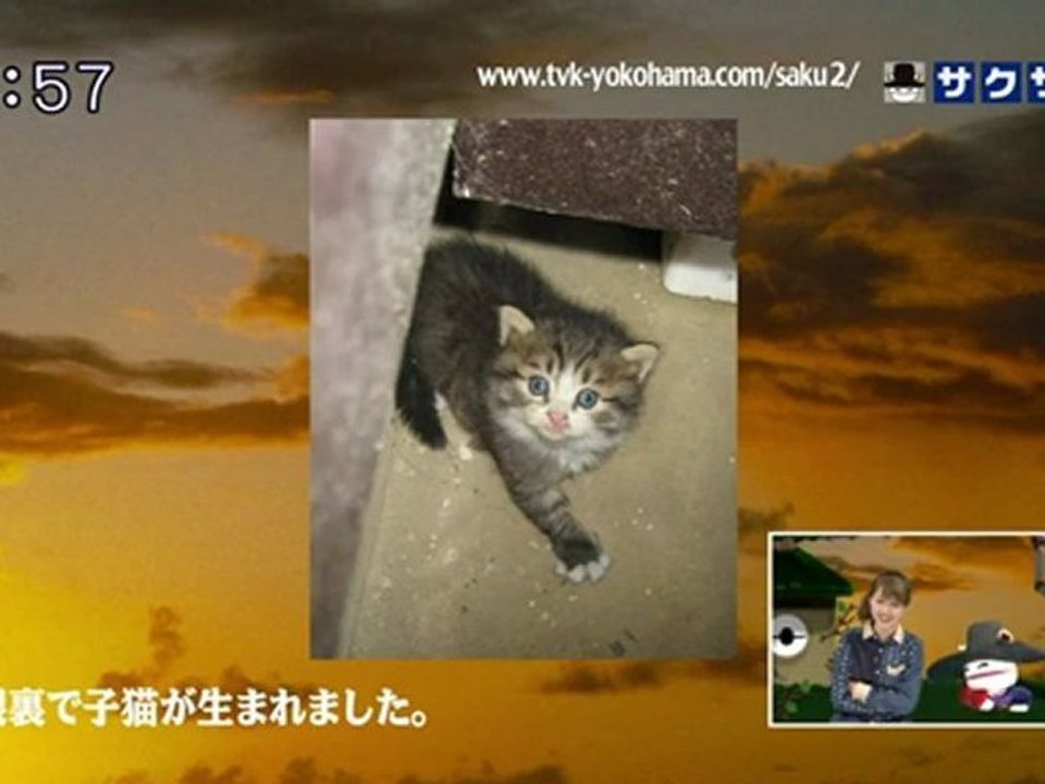 sakusaku 120119 4 屋根裏で子猫が生まれました･･･、の巻