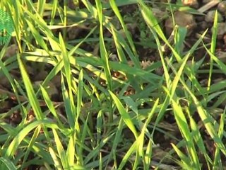 Congrés FDSEA 2012 - Vision de la PAC